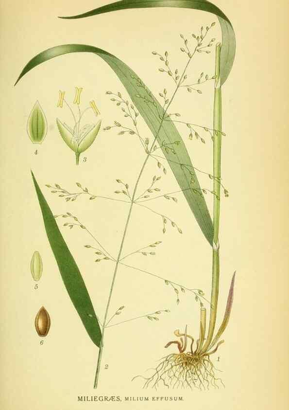 Reproducción/Reproduction 8147653957: Billeder af nordens flora,. København,G.E.C. Gad's forlag,1917-1927.