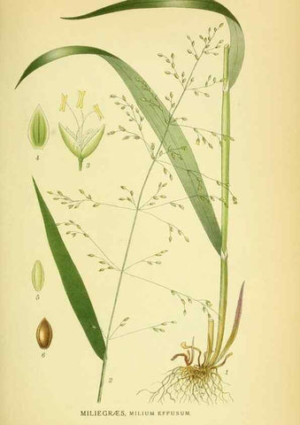 Reproducción/Reproduction 8147653957: Billeder af nordens flora,. København,G.E.C. Gad's forlag,1917-1927.