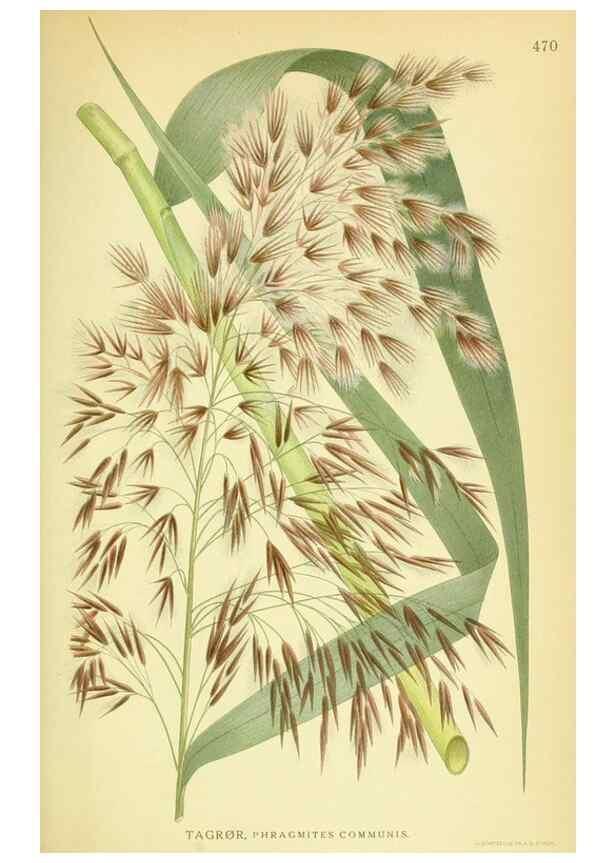 Reproducción/Reproduction 8147687338: Billeder af nordens flora,. København,G.E.C. Gad's forlag,1917-1927.