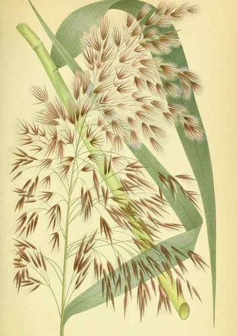 Reproducción/Reproduction 8147687338: Billeder af nordens flora,. København,G.E.C. Gad's forlag,1917-1927.
