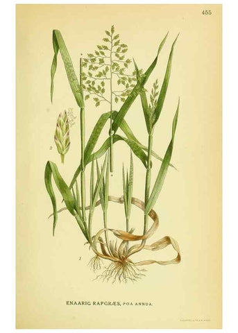 Reproducción/Reproduction 8147679474: Billeder af nordens flora,. København,G.E.C. Gad's forlag,1917-1927.
