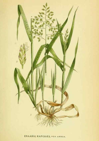 Reproducción/Reproduction 8147679474: Billeder af nordens flora,. København,G.E.C. Gad's forlag,1917-1927.