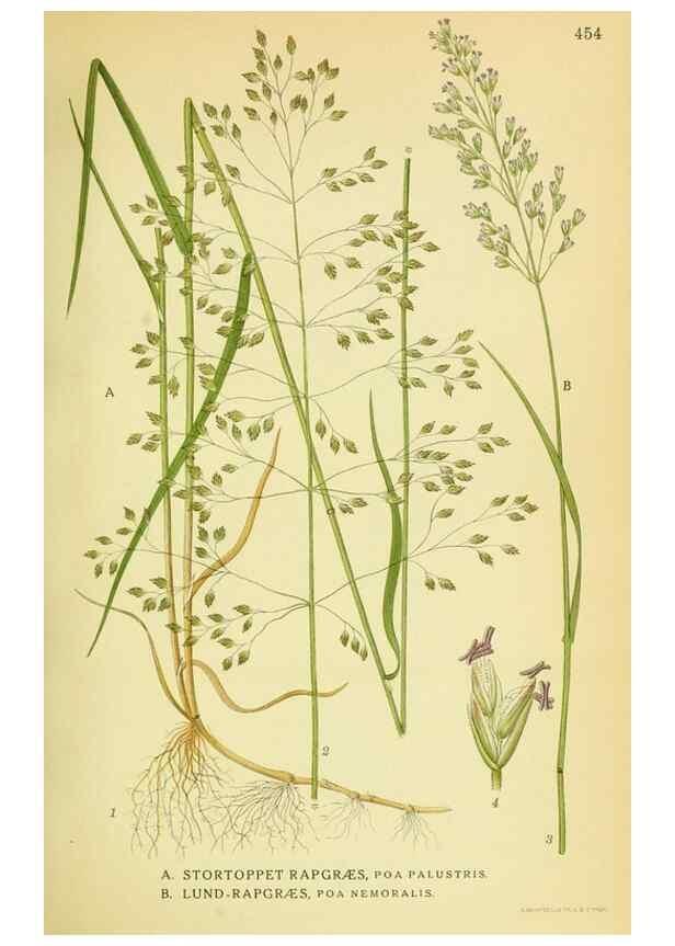 Reproducción/Reproduction 8147646007: Billeder af nordens flora,. København,G.E.C. Gad's forlag,1917-1927.