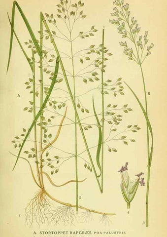 Reproducción/Reproduction 8147646007: Billeder af nordens flora,. København,G.E.C. Gad's forlag,1917-1927.