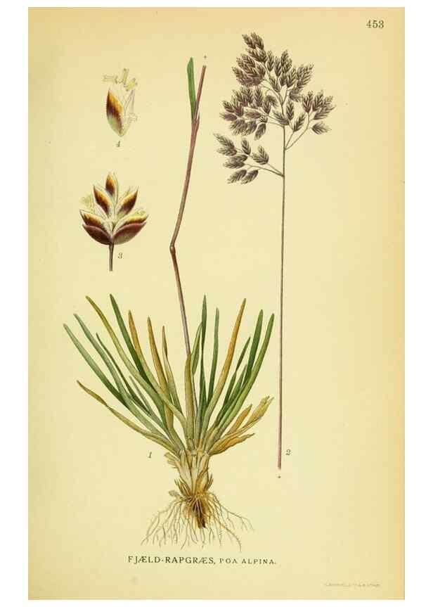 Reproducción/Reproduction 8147678424: Billeder af nordens flora,. København,G.E.C. Gad's forlag,1917-1927.