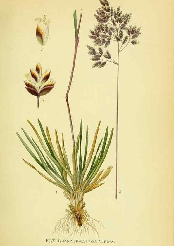 Reproducción/Reproduction 8147678424: Billeder af nordens flora,. København,G.E.C. Gad's forlag,1917-1927.