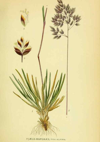 Reproducción/Reproduction 8147678424: Billeder af nordens flora,. København,G.E.C. Gad's forlag,1917-1927.