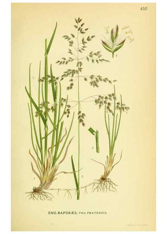 Reproducción/Reproduction 8147677876: Billeder af nordens flora,. København,G.E.C. Gad's forlag,1917-1927.
