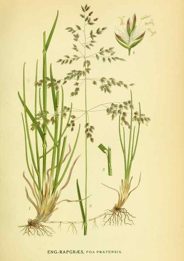 Reproducción/Reproduction 8147677876: Billeder af nordens flora,. København,G.E.C. Gad's forlag,1917-1927.