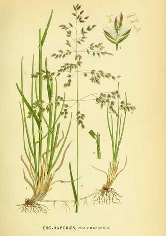 Reproducción/Reproduction 8147677876: Billeder af nordens flora,. København,G.E.C. Gad's forlag,1917-1927.