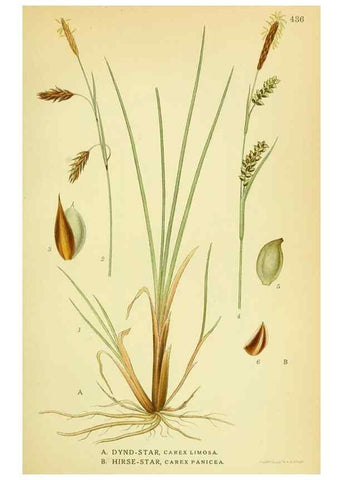 Reproducción/Reproduction 8147668904: Billeder af nordens flora,. København,G.E.C. Gad's forlag,1917-1927.