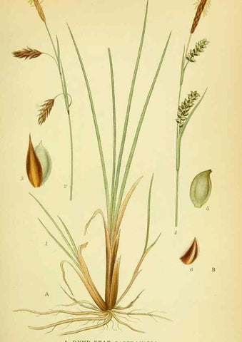 Reproducción/Reproduction 8147668904: Billeder af nordens flora,. København,G.E.C. Gad's forlag,1917-1927.