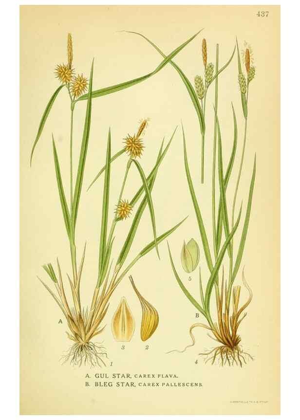 Reproducción/Reproduction 8147669486: Billeder af nordens flora,. København,G.E.C. Gad's forlag,1917-1927.