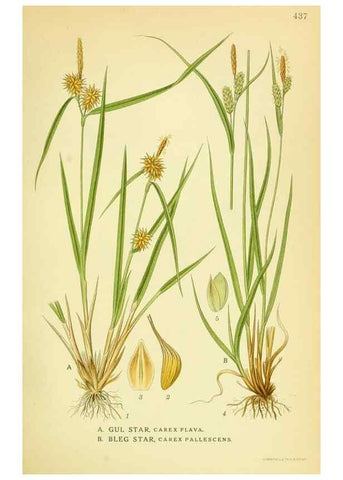 Reproducción/Reproduction 8147669486: Billeder af nordens flora,. København,G.E.C. Gad's forlag,1917-1927.