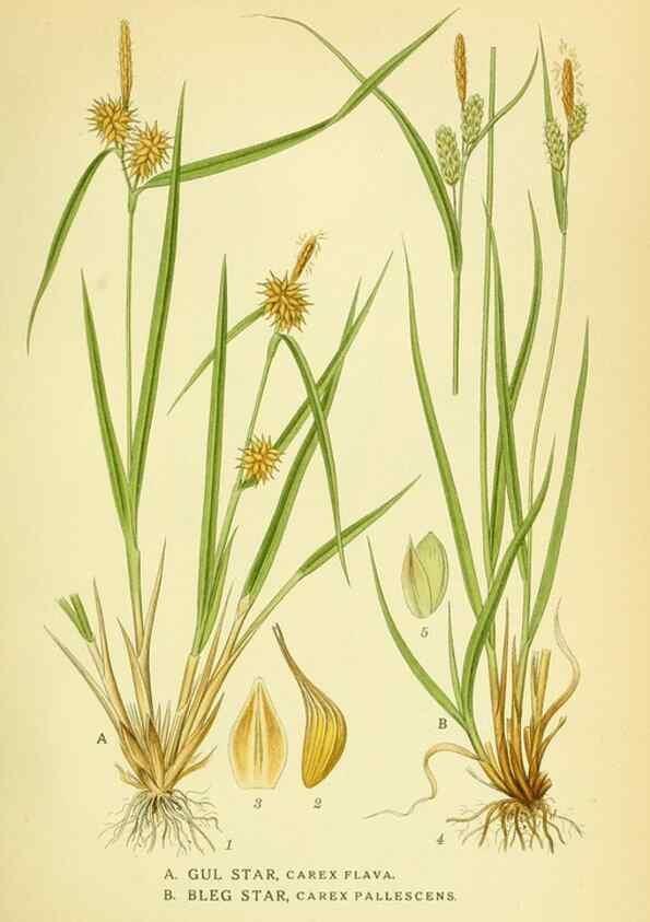 Reproducción/Reproduction 8147669486: Billeder af nordens flora,. København,G.E.C. Gad's forlag,1917-1927.