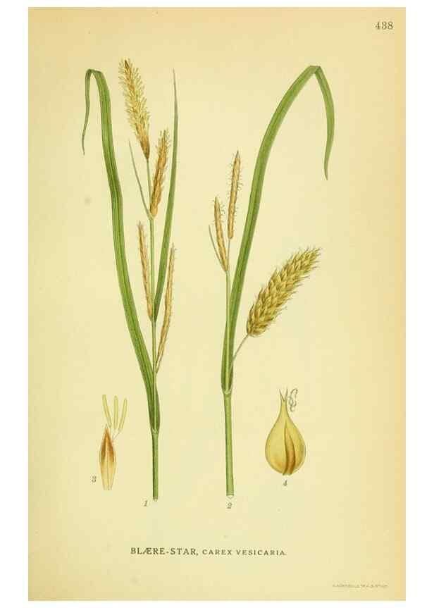 Reproducción/Reproduction 8147670092: Billeder af nordens flora,. København,G.E.C. Gad's forlag,1917-1927.