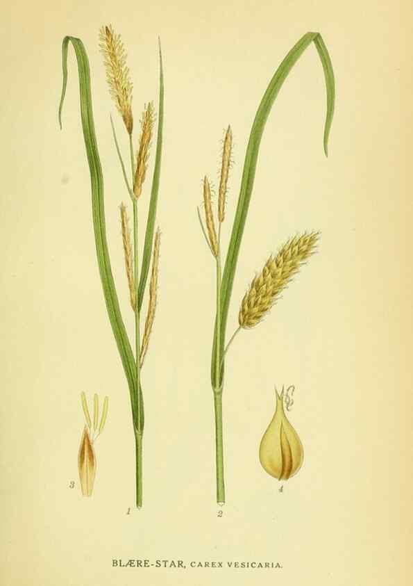 Reproducción/Reproduction 8147670092: Billeder af nordens flora,. København,G.E.C. Gad's forlag,1917-1927.