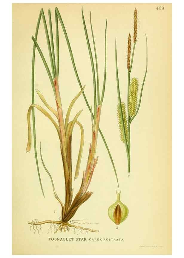 Reproducción/Reproduction 8147670642: Billeder af nordens flora,. København,G.E.C. Gad's forlag,1917-1927.