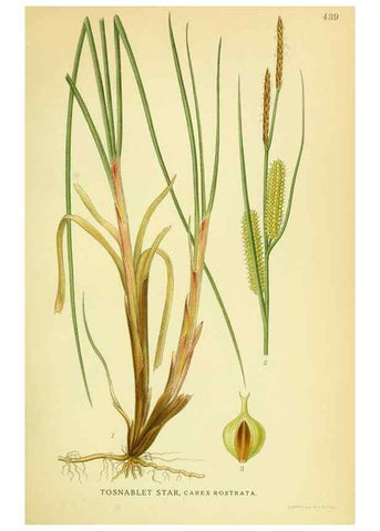 Reproducción/Reproduction 8147670642: Billeder af nordens flora,. København,G.E.C. Gad's forlag,1917-1927.