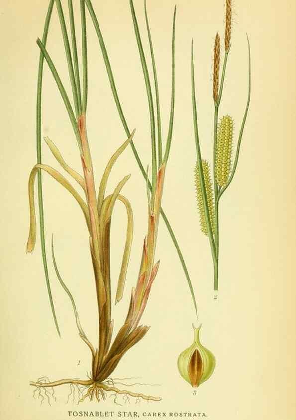 Reproducción/Reproduction 8147670642: Billeder af nordens flora,. København,G.E.C. Gad's forlag,1917-1927.