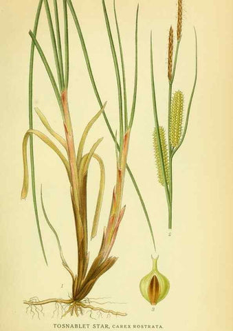 Reproducción/Reproduction 8147670642: Billeder af nordens flora,. København,G.E.C. Gad's forlag,1917-1927.
