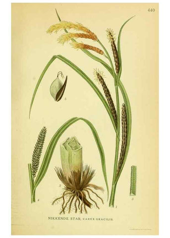 Reproducción/Reproduction 8147671190: Billeder af nordens flora,. København,G.E.C. Gad's forlag,1917-1927.