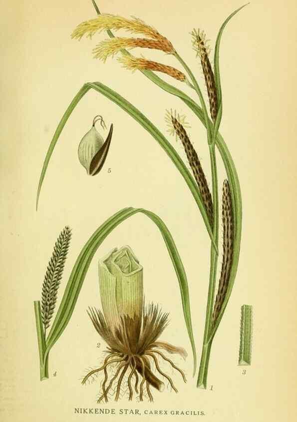 Reproducción/Reproduction 8147671190: Billeder af nordens flora,. København,G.E.C. Gad's forlag,1917-1927.
