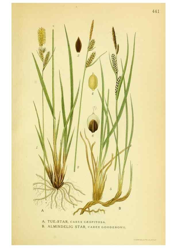 Reproducción/Reproduction 8147671708: Billeder af nordens flora,. København,G.E.C. Gad's forlag,1917-1927.