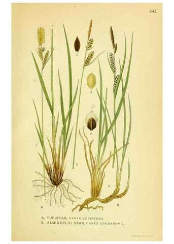 Reproducción/Reproduction 8147671708: Billeder af nordens flora,. København,G.E.C. Gad's forlag,1917-1927.