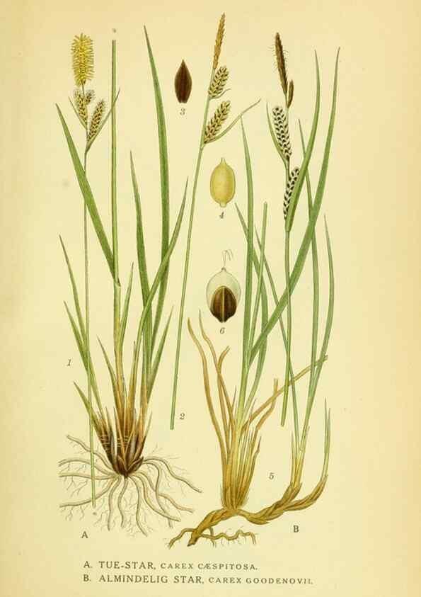 Reproducción/Reproduction 8147671708: Billeder af nordens flora,. København,G.E.C. Gad's forlag,1917-1927.