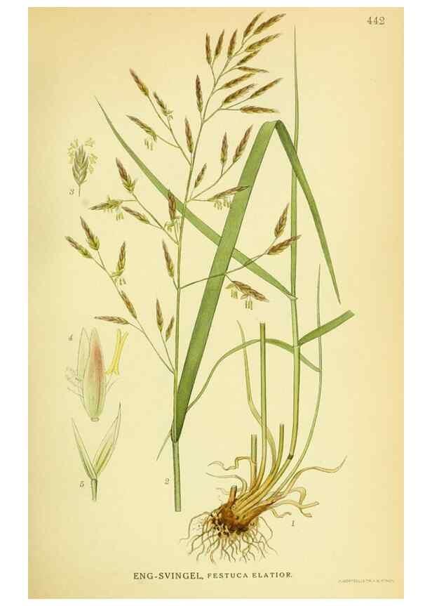 Reproducción/Reproduction 8147639259: Billeder af nordens flora,. København,G.E.C. Gad's forlag,1917-1927.