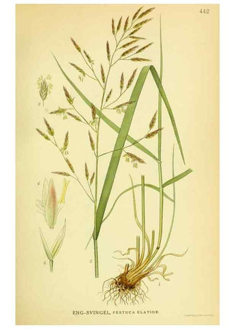 Reproducción/Reproduction 8147639259: Billeder af nordens flora,. København,G.E.C. Gad's forlag,1917-1927.