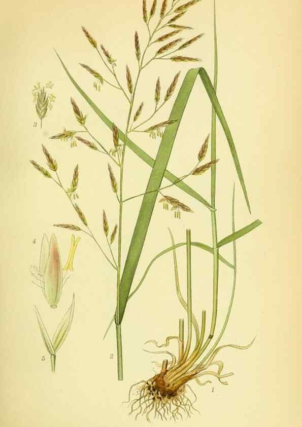 Reproducción/Reproduction 8147639259: Billeder af nordens flora,. København,G.E.C. Gad's forlag,1917-1927.