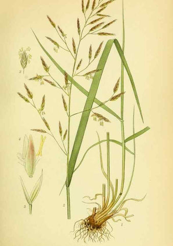 Reproducción/Reproduction 8147639259: Billeder af nordens flora,. København,G.E.C. Gad's forlag,1917-1927.