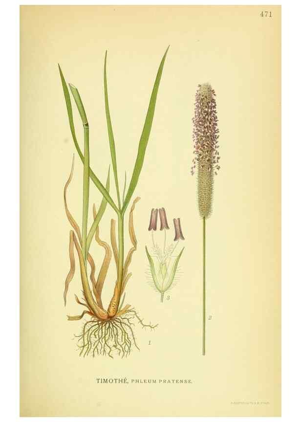 Reproducción/Reproduction 8147687818: Billeder af nordens flora,. København,G.E.C. Gad's forlag,1917-1927.