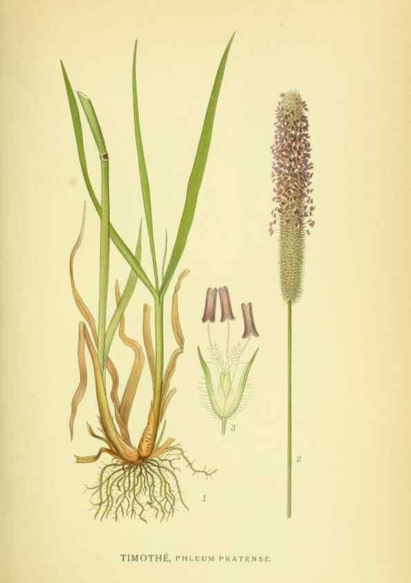 Reproducción/Reproduction 8147687818: Billeder af nordens flora,. København,G.E.C. Gad's forlag,1917-1927.