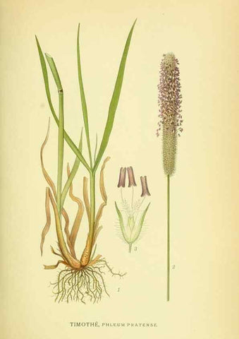 Reproducción/Reproduction 8147687818: Billeder af nordens flora,. København,G.E.C. Gad's forlag,1917-1927.