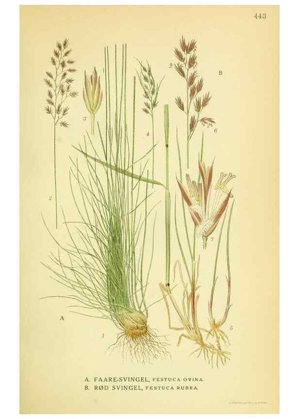 Reproducción/Reproduction 8147672786: Billeder af nordens flora,. København,G.E.C. Gad's forlag,1917-1927.
