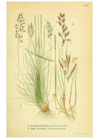 Reproducción/Reproduction 8147672786: Billeder af nordens flora,. København,G.E.C. Gad's forlag,1917-1927.