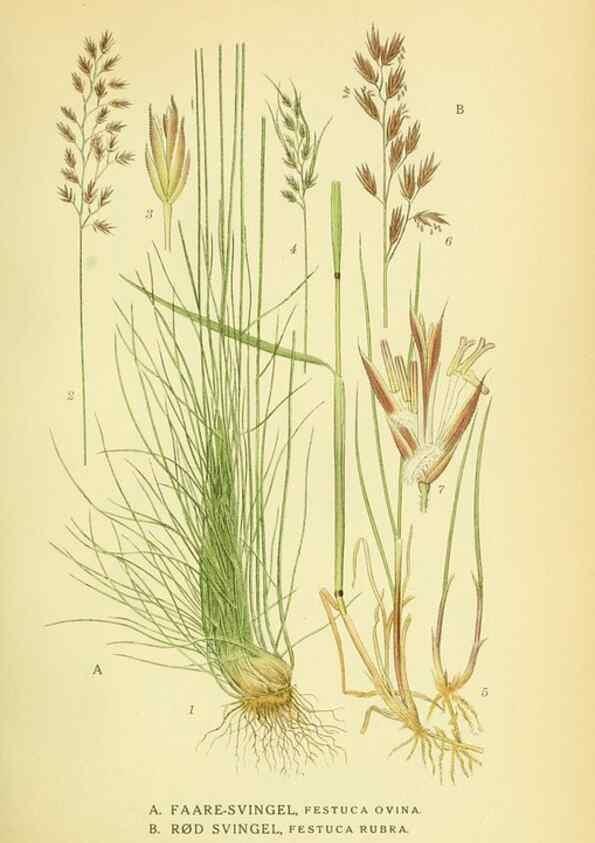 Reproducción/Reproduction 8147672786: Billeder af nordens flora,. København,G.E.C. Gad's forlag,1917-1927.