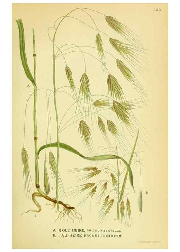 Reproducción/Reproduction 8147673876: Billeder af nordens flora,. København,G.E.C. Gad's forlag,1917-1927.