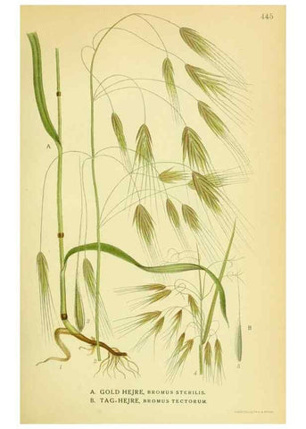Reproducción/Reproduction 8147673876: Billeder af nordens flora,. København,G.E.C. Gad's forlag,1917-1927.