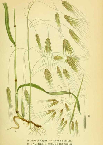 Reproducción/Reproduction 8147673876: Billeder af nordens flora,. København,G.E.C. Gad's forlag,1917-1927.