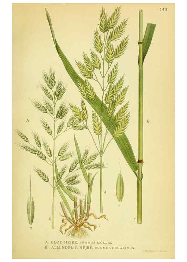 Reproducción/Reproduction 8147674476: Billeder af nordens flora,. København,G.E.C. Gad's forlag,1917-1927.