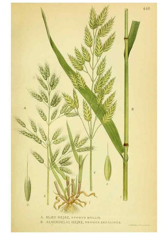Reproducción/Reproduction 8147674476: Billeder af nordens flora,. København,G.E.C. Gad's forlag,1917-1927.