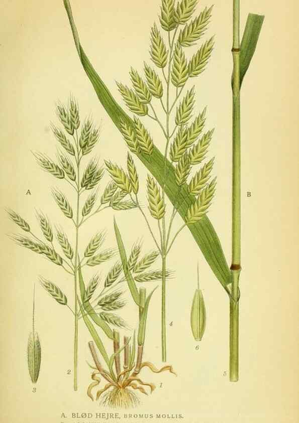 Reproducción/Reproduction 8147674476: Billeder af nordens flora,. København,G.E.C. Gad's forlag,1917-1927.