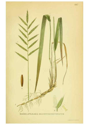Reproducción/Reproduction 8147675048: Billeder af nordens flora,. København,G.E.C. Gad's forlag,1917-1927.