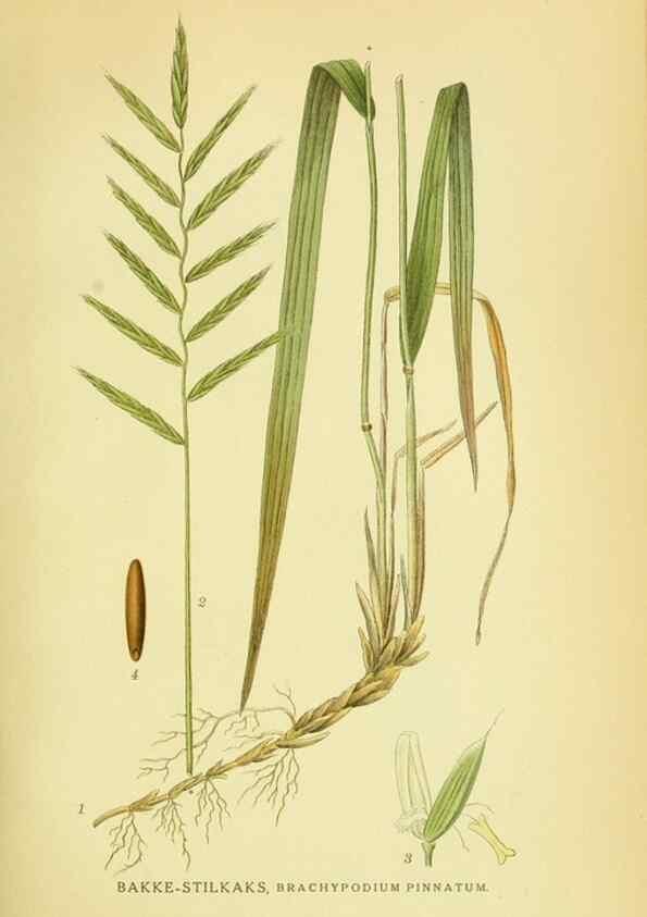 Reproducción/Reproduction 8147675048: Billeder af nordens flora,. København,G.E.C. Gad's forlag,1917-1927.