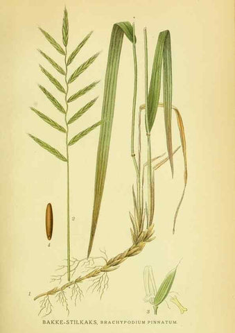 Reproducción/Reproduction 8147675048: Billeder af nordens flora,. København,G.E.C. Gad's forlag,1917-1927.