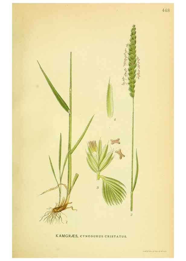 Reproducción/Reproduction 8147675708: Billeder af nordens flora,. København,G.E.C. Gad's forlag,1917-1927.